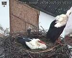 Capi_Dubne_20250426_055003.jpg