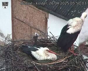 Capi_Dubne_20250426_055003.jpg (1350 x 1080)