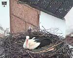 Capi_Dubne_20250426_055503.jpg