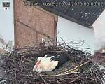Capi_Dubne_20250426_060002.jpg