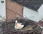 Capi_Dubne_20250426_060503.jpg