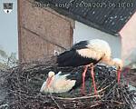 Capi_Dubne_20250426_061003.jpg