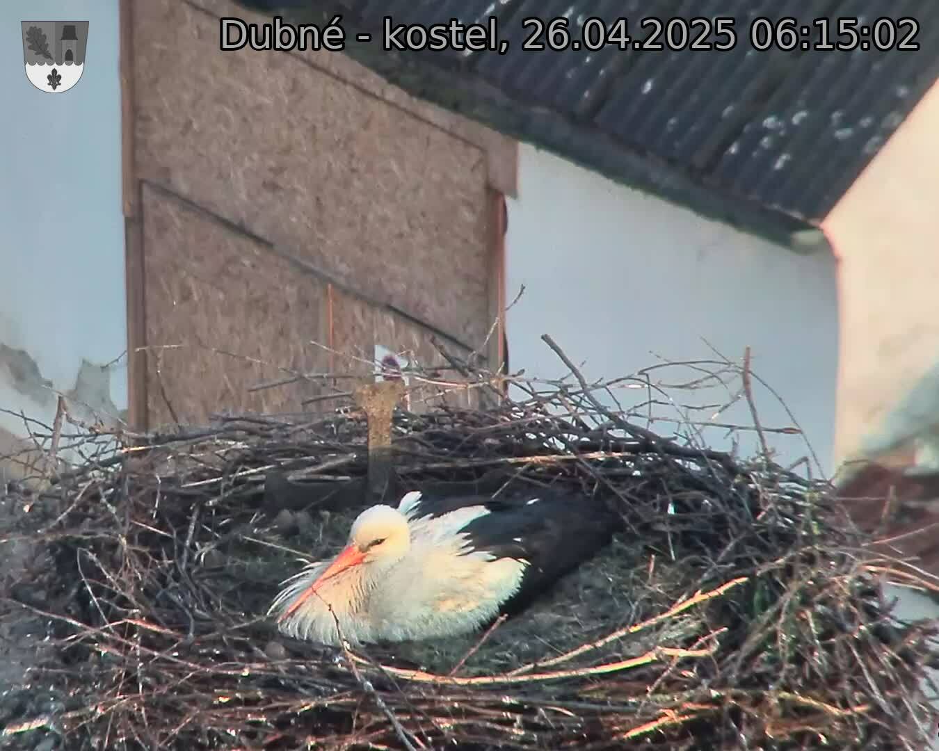Capi_Dubne_20250426_061502.jpg (1350 x 1080)
