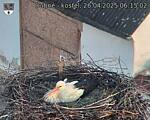 Capi_Dubne_20250426_061502.jpg