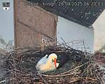 Capi_Dubne_20250426_062003.jpg