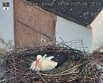Capi_Dubne_20250426_063002.jpg