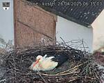 Capi_Dubne_20250426_063503.jpg