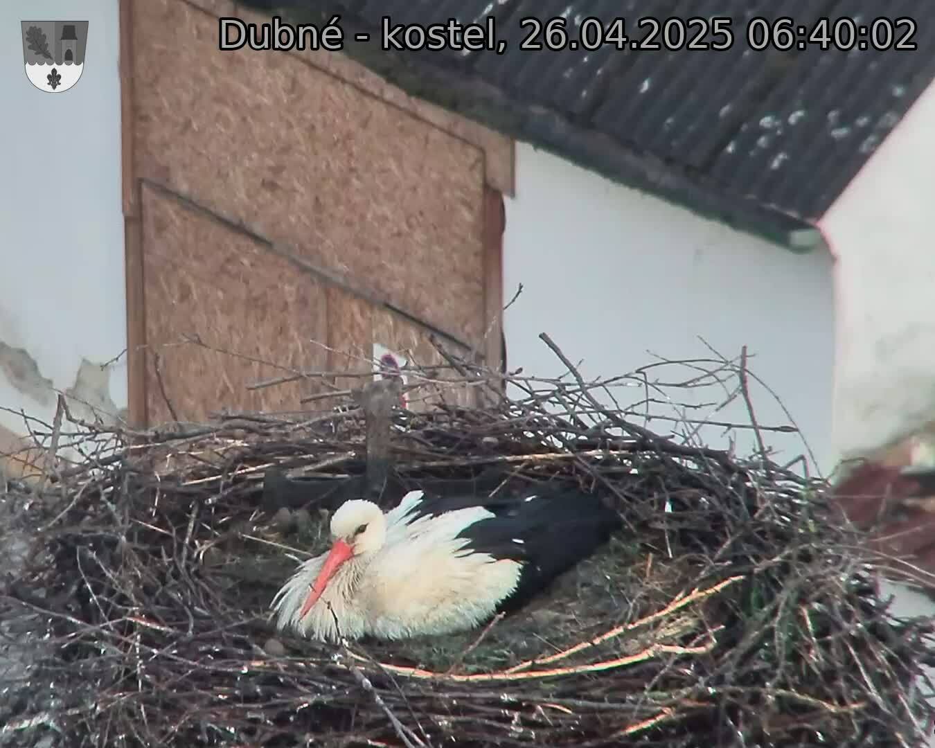 Capi_Dubne_20250426_064003.jpg (1350 x 1080)