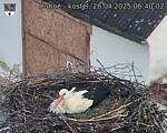 Capi_Dubne_20250426_064003.jpg