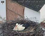 Capi_Dubne_20250426_064503.jpg