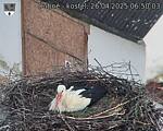 Capi_Dubne_20250426_065003.jpg