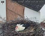 Capi_Dubne_20250426_065502.jpg
