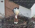 Capi_Dubne_20250426_070003.jpg