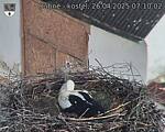 Capi_Dubne_20250426_071002.jpg