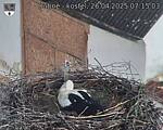 Capi_Dubne_20250426_071503.jpg