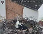 Capi_Dubne_20250426_072503.jpg