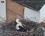 Capi_Dubne_20250426_073502.jpg