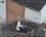 Capi_Dubne_20250426_074003.jpg