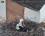 Capi_Dubne_20250426_074503.jpg