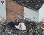 Capi_Dubne_20250426_075003.jpg