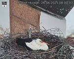 Capi_Dubne_20250426_080003.jpg