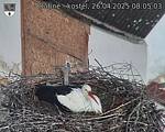 Capi_Dubne_20250426_080503.jpg