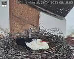 Capi_Dubne_20250426_081003.jpg
