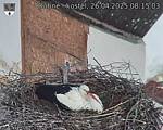 Capi_Dubne_20250426_081503.jpg