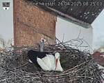 Capi_Dubne_20250426_082503.jpg