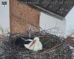 Capi_Dubne_20250426_083503.jpg