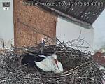 Capi_Dubne_20250426_084003.jpg