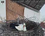 Capi_Dubne_20250426_084503.jpg