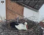 Capi_Dubne_20250426_085003.jpg