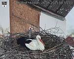 Capi_Dubne_20250426_085503.jpg