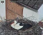 Capi_Dubne_20250426_090503.jpg