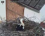 Capi_Dubne_20250426_092503.jpg