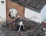 Capi_Dubne_20250426_094503.jpg