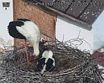 Capi_Dubne_20250426_095003.jpg