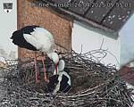 Capi_Dubne_20250426_095503.jpg