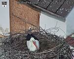 Capi_Dubne_20250426_101003.jpg