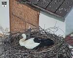 Capi_Dubne_20250426_102503.jpg
