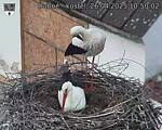 Capi_Dubne_20250426_105002.jpg