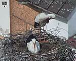 Capi_Dubne_20250426_105503.jpg