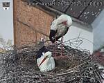 Capi_Dubne_20250426_110003.jpg