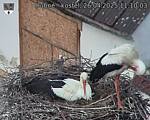 Capi_Dubne_20250426_111003.jpg