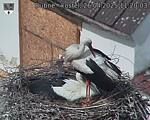 Capi_Dubne_20250426_112003.jpg