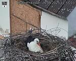 Capi_Dubne_20250426_115503.jpg