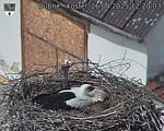 Capi_Dubne_20250426_122003.jpg