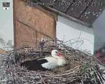 Capi_Dubne_20250426_122502.jpg
