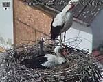 Capi_Dubne_20250426_124003.jpg